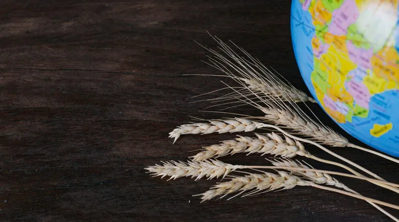 Україна увійшла до п’ятірки провідних експортерів органічних продуктів у ЄС