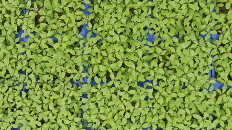 Koppert Cress: Постійний попит шеф-кухарів на нові смаки та продукти