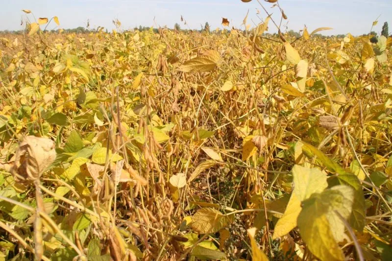 Україна може стати основним постачальником сої для Європи