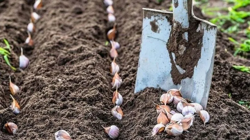 Як підживити часник у травні для великого врожаю